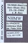 Etikett zu Glyphonyx castaneus (Miwa, 1931)